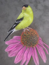 American Goldfinch and Coneflower